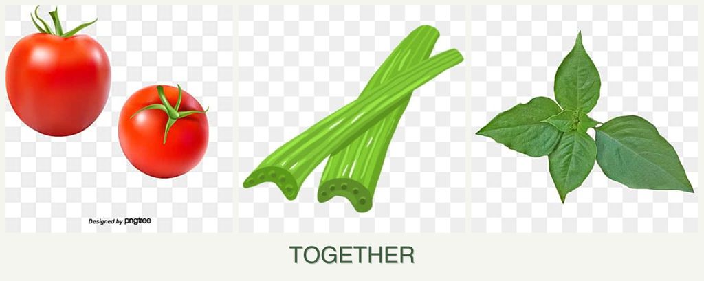 Can you plant tomatoes, celery and basil together?