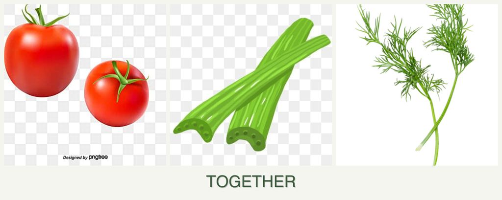 Can you plant tomatoes, celery and dill together?