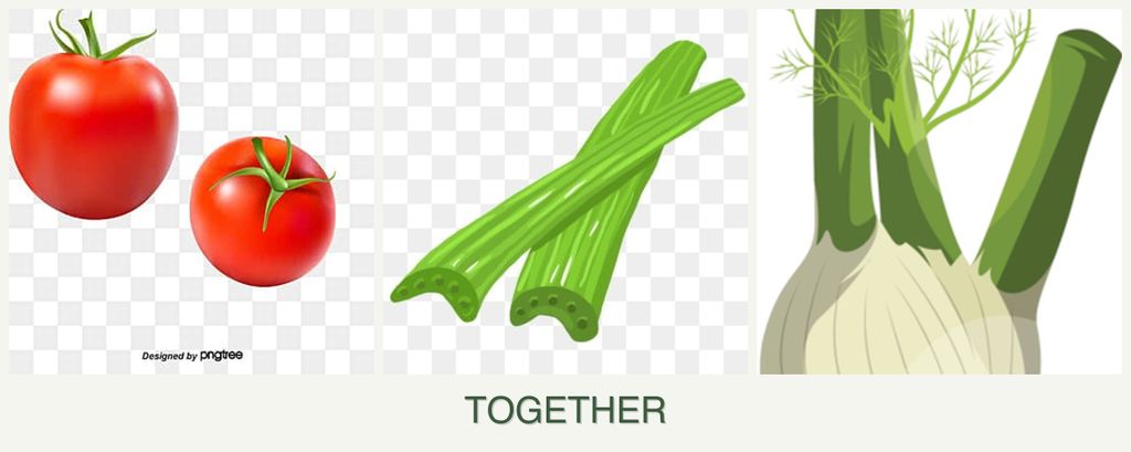 Can you plant tomatoes, celery and fennel together?