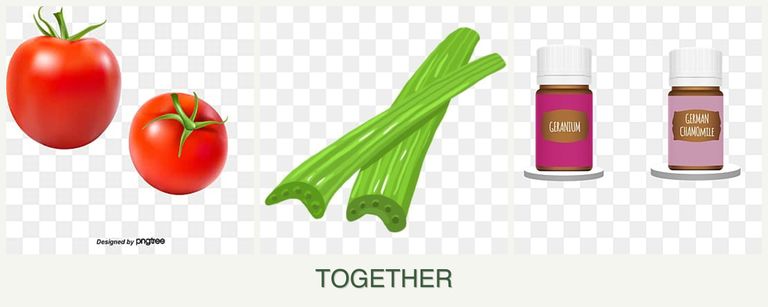 Can you plant tomatoes, celery and geraniums together?