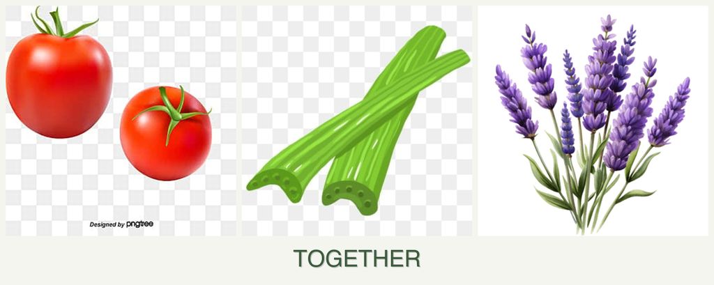 Can you plant tomatoes, celery and lavender together?