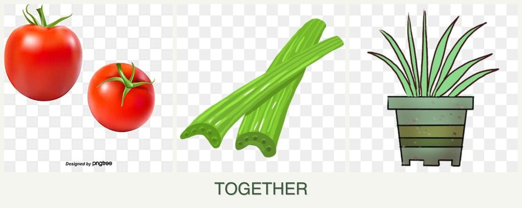 Can you plant tomatoes, celery and lemongrass together?