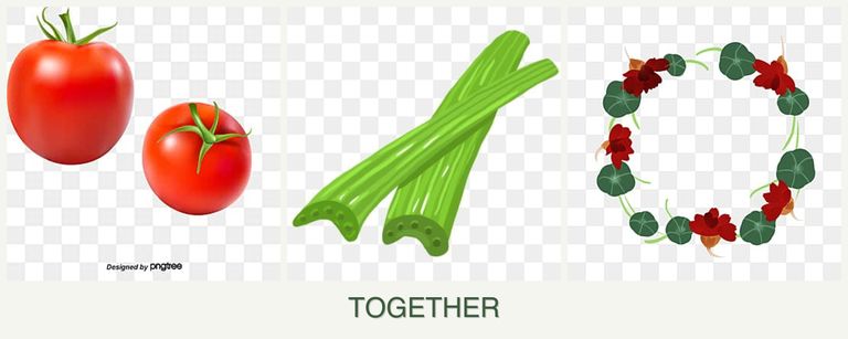 Can you plant tomatoes, celery and nasturtiums together?