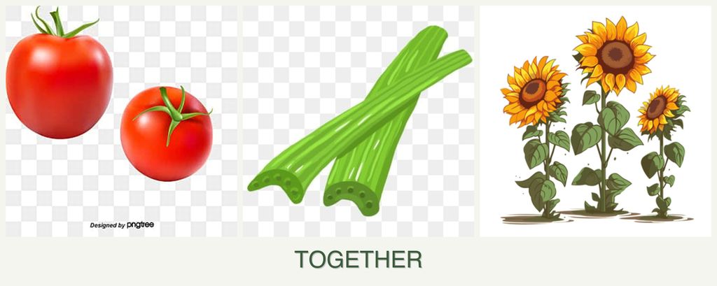 Can you plant tomatoes, celery and sunflowers together?