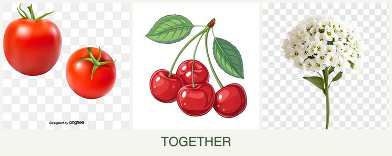 Can you plant tomatoes, cherries and alyssum together?