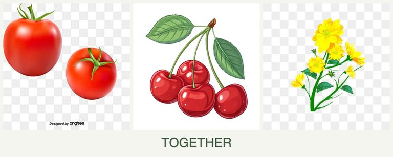 Can you plant tomatoes, cherries and calendula together?