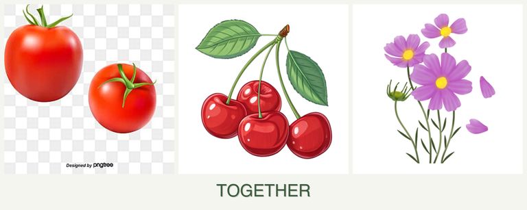 Can you plant tomatoes, cherries and cosmos together?