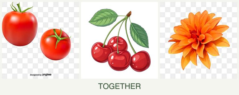 Can you plant tomatoes, cherries and dahlias together?