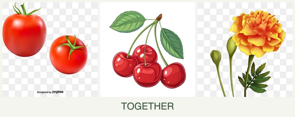 Can you plant tomatoes, cherries and marigolds together?