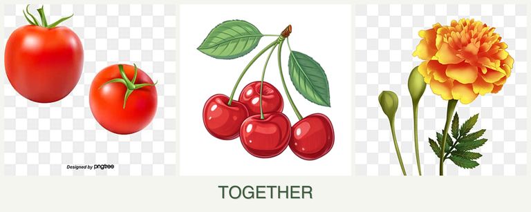 Can you plant tomatoes, cherries and marigolds together?