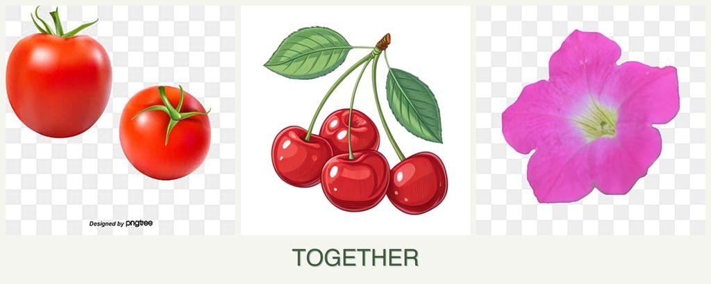 Can you plant tomatoes, cherries and petunias together?