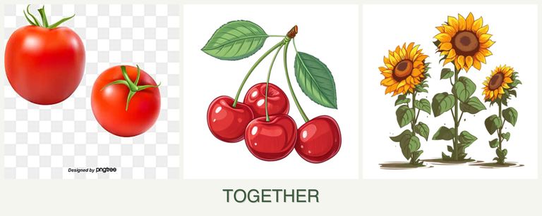 Can you plant tomatoes, cherries and sunflowers together?