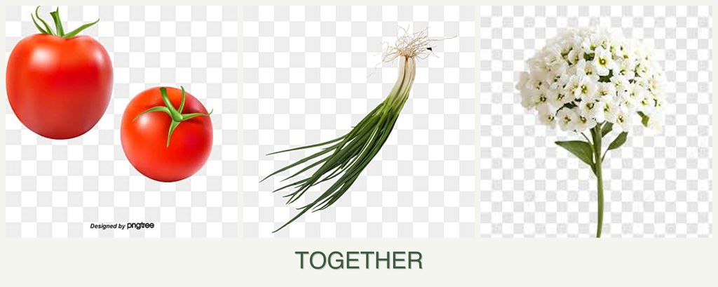 Can you plant tomatoes, chives and alyssum together?