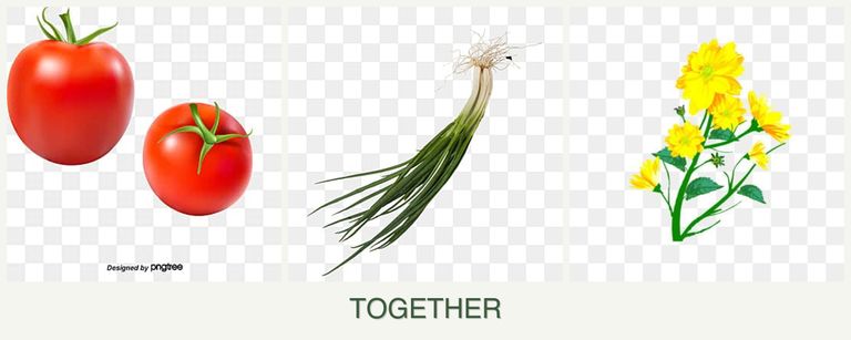 Can you plant tomatoes, chives and calendula together?