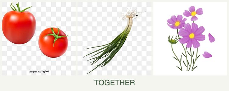 Can you plant tomatoes, chives and cosmos together?