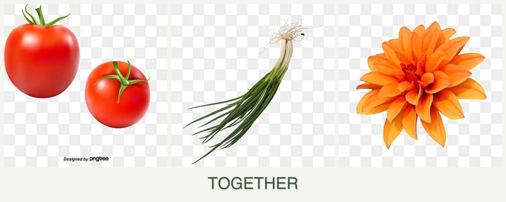 Can you plant tomatoes, chives and dahlias together?