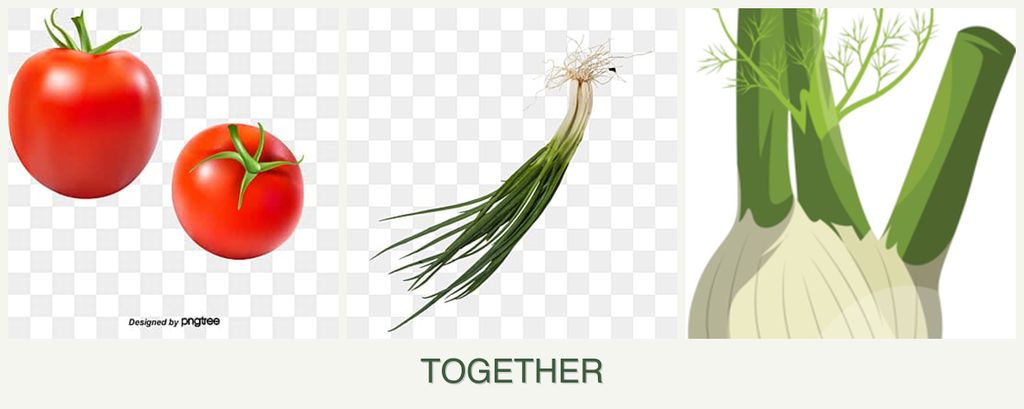 Can you plant tomatoes, chives and fennel together?