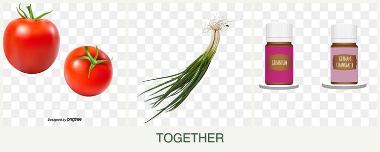 Can you plant tomatoes, chives and geraniums together?