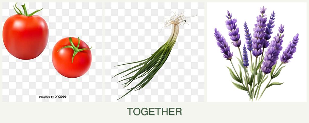 Can you plant tomatoes, chives and lavender together?