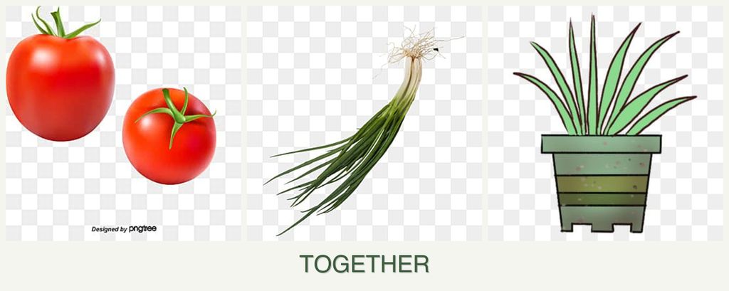 Can you plant tomatoes, chives and lemongrass together?