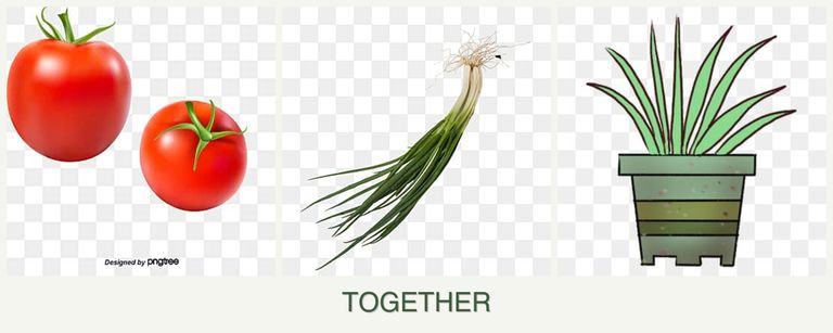 Can you plant tomatoes, chives and lemongrass together?