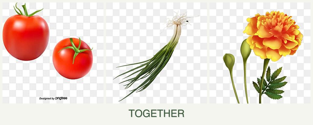Can you plant tomatoes, chives and marigolds together?