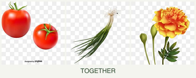 Can you plant tomatoes, chives and marigolds together?
