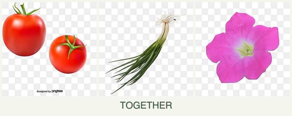 Can you plant tomatoes, chives and petunias together?