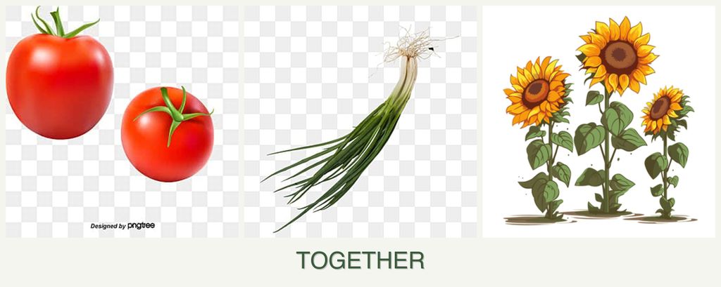 Can you plant tomatoes, chives and sunflowers together?