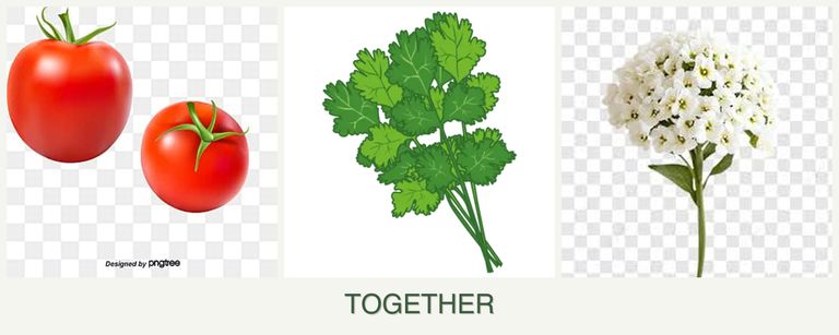 Can you plant tomatoes, cilantro and alyssum together?