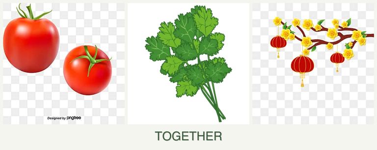 Can you plant tomatoes, cilantro and apricots together?