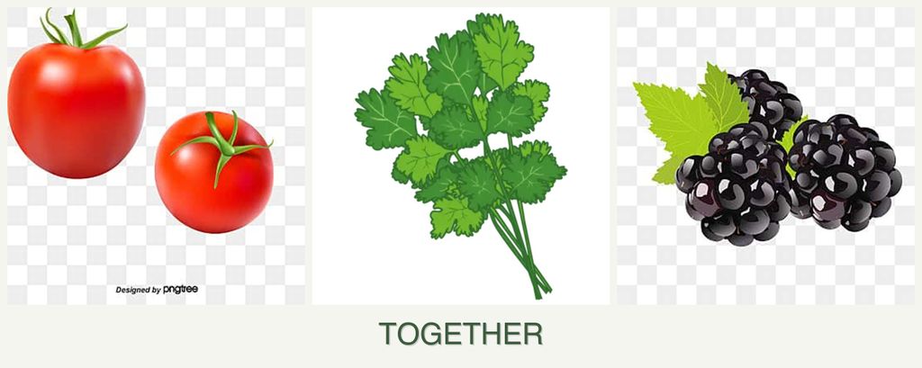 Can you plant tomatoes, cilantro and blackberries together?