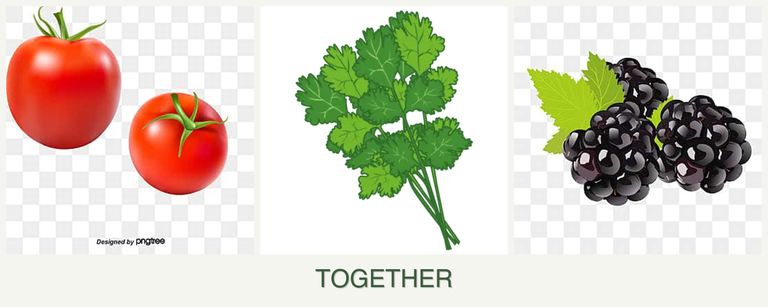 Can you plant tomatoes, cilantro and blackberries together?