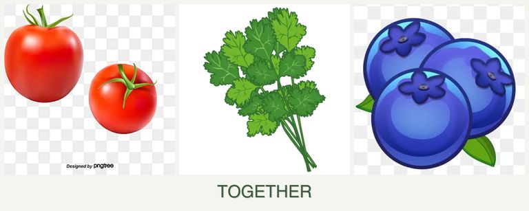 Can you plant tomatoes, cilantro and blueberries together?