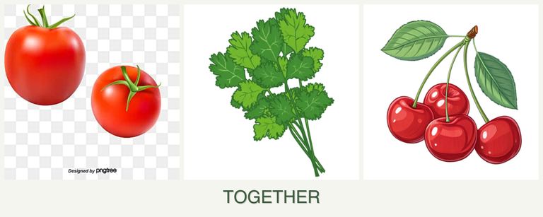 Can you plant tomatoes, cilantro and cherries together?