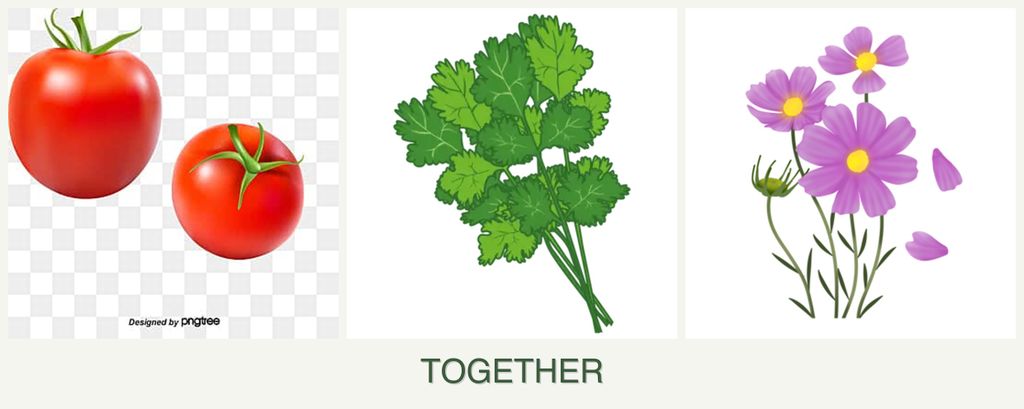 Can you plant tomatoes, cilantro and cosmos together?