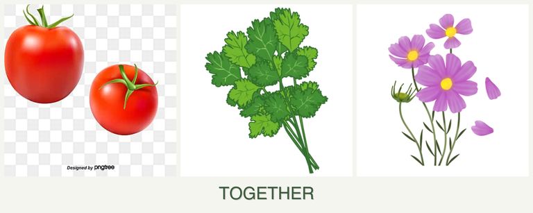 Can you plant tomatoes, cilantro and cosmos together?