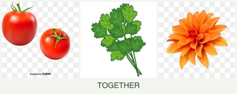 Can you plant tomatoes, cilantro and dahlias together?