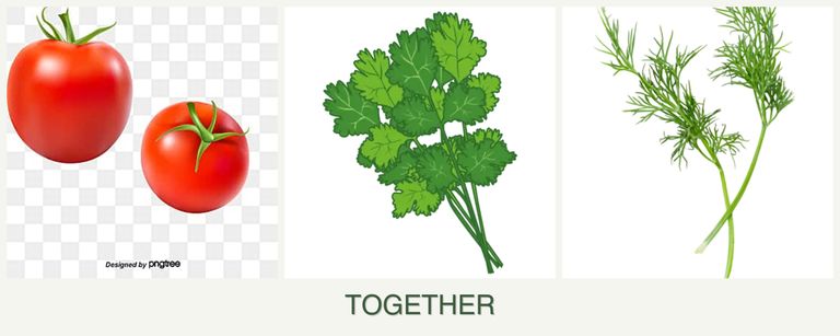 Can you plant tomatoes, cilantro and dill together?
