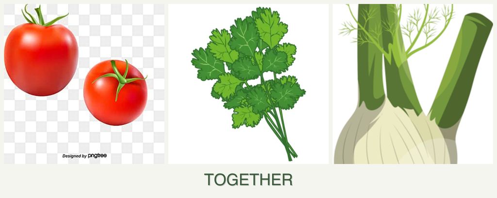 Can you plant tomatoes, cilantro and fennel together?