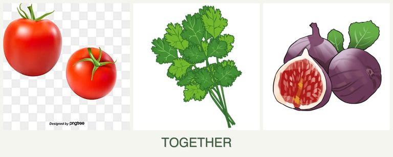 Can you plant tomatoes, cilantro and figs together?