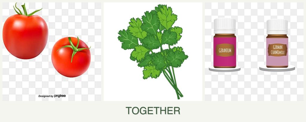 Can you plant tomatoes, cilantro and geraniums together?