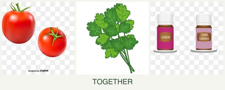 Can you plant tomatoes, cilantro and geraniums together?