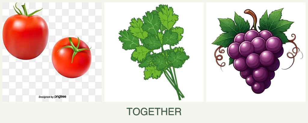 Can you plant tomatoes, cilantro and grapes together?
