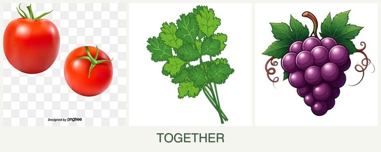 Can you plant tomatoes, cilantro and grapes together?