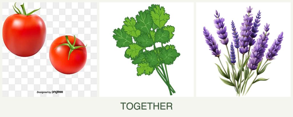 Can you plant tomatoes, cilantro and lavender together?