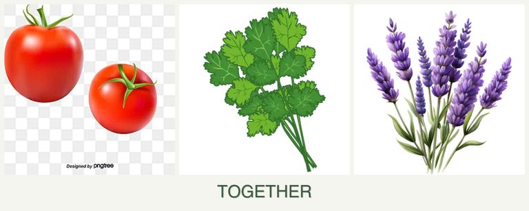 Can you plant tomatoes, cilantro and lavender together?