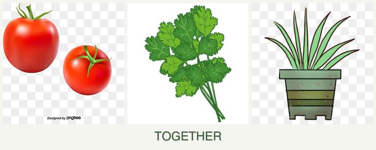 Can you plant tomatoes, cilantro and lemongrass together?