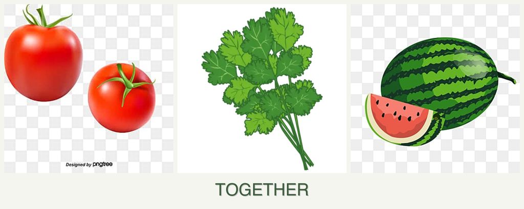 Can you plant tomatoes, cilantro and melons together?