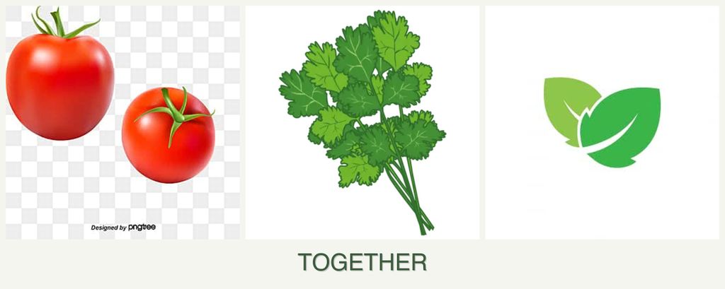 Can you plant tomatoes, cilantro and mint together?